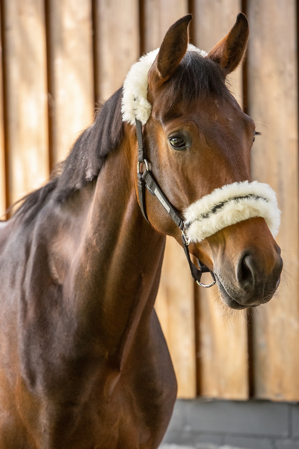 EQUESTRIAN