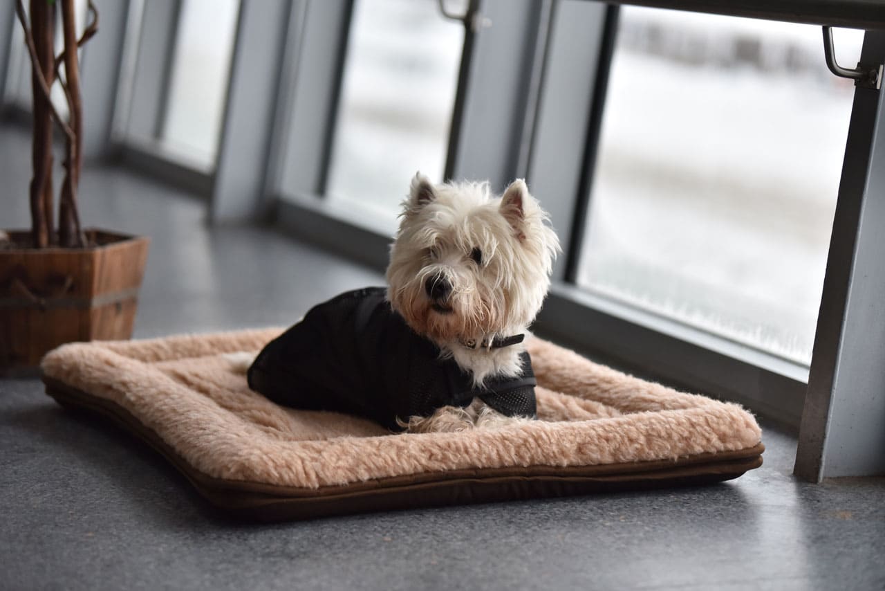 Pet Pad Magnetyczny Fox